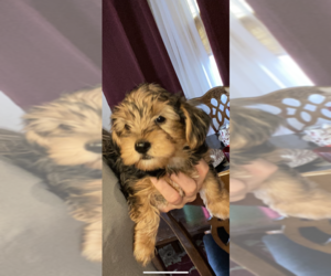 Biewer Yorkie Puppy for sale in MERCED, CA, USA