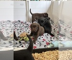 Small #5 Labrador Retriever