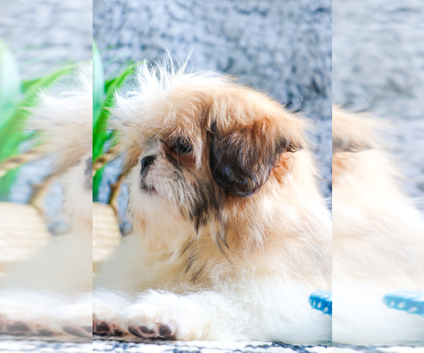 Medium Photo #24 Shih Tzu Puppy For Sale in SYRACUSE, IN, USA
