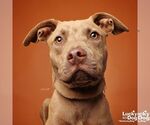 Small #16 Labrador Retriever Mix
