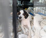 Small #1 Beagle Mix