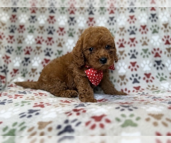 Medium Photo #9 Cavapoo (Miniature) Puppy For Sale in LAKELAND, FL, USA