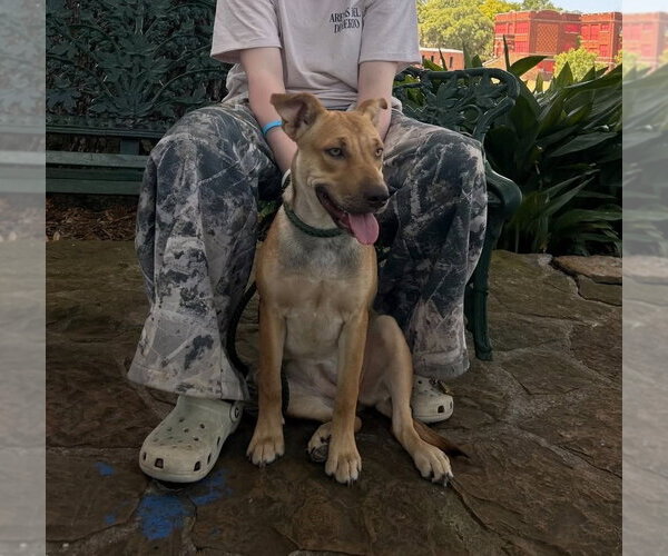 Medium Photo #3 Australian Kelpie-Unknown Mix Puppy For Sale in FRAMINGHAM, MA, USA