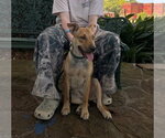 Small #2 Australian Kelpie Mix
