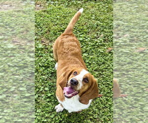 GRACE - ADOPTION PENDING! - Female Basset Hound Dog for Adoption - Photo #4