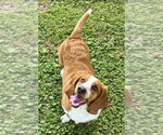 Small Photo #4 Basset Hound Puppy For Sale in Deepwater, NJ, USA