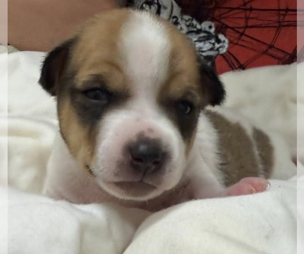 Medium Photo #2 Mutt Puppy For Sale in South Bend, IN, USA