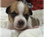 Small #1 Mutt