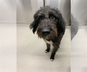 Labradoodle Dogs for adoption in Fairbanks, AK, USA