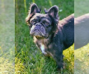 French Bulldog Dogs for adoption in Sioux Falls, SD, USA