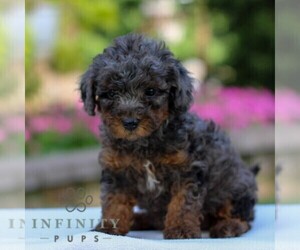 YorkiePoo Puppy for sale in NARVON, PA, USA