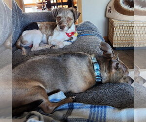 Gerard - Male Miniature Schnauzer-Unknown Mix Dog for Adoption - Photo #5