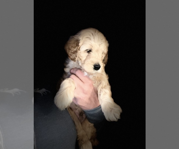 Medium Photo #2 Goldendoodle-Poodle (Miniature) Mix Puppy For Sale in METHUEN, MA, USA