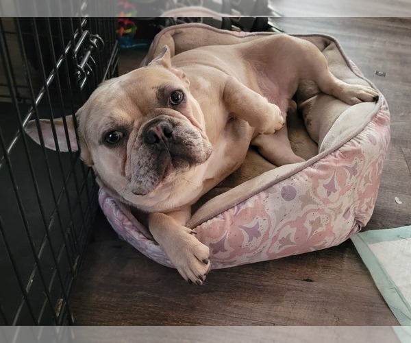 Medium Photo #1 French Bulldog Puppy For Sale in GRANADA HILLS, CA, USA