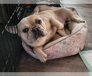 French Bulldog Dog for Adoption in GRANADA HILLS, California USA