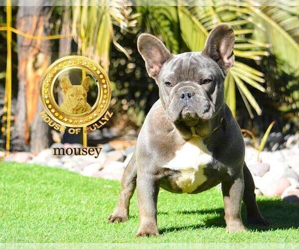 Medium Photo #14 French Bulldog Puppy For Sale in N LAS VEGAS, NV, USA