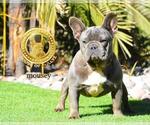 Small Photo #14 French Bulldog Puppy For Sale in N LAS VEGAS, NV, USA