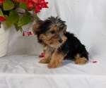 Small #5 Yorkshire Terrier