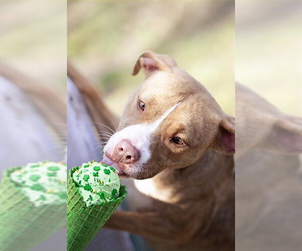 Medium Photo #1 Mutt Puppy For Sale in Belleville, IL, USA