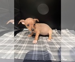 Small Photo #9 Chiweenie Puppy For Sale in SAINT AUGUSTINE, FL, USA