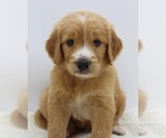 Small Photo #1 Goldendoodle Puppy For Sale in ROYSE CITY, TX, USA