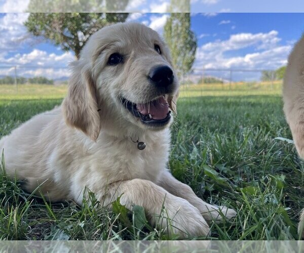 Medium Photo #2 Golden Retriever Puppy For Sale in DE BEQUE, CO, USA
