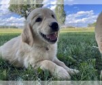 Small #1 Golden Retriever