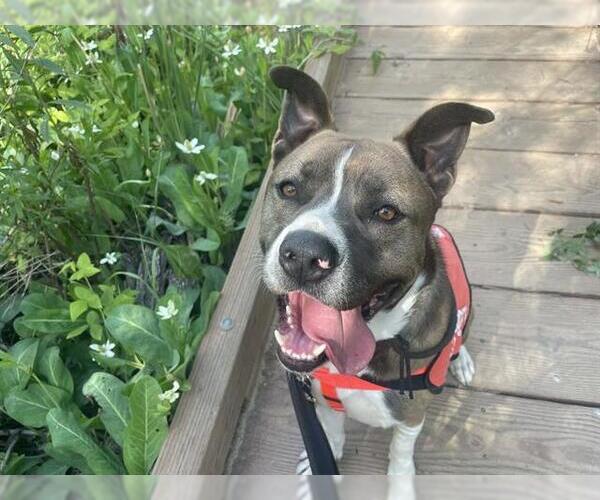 Medium Photo #1 Mutt Puppy For Sale in Orange, CA, USA