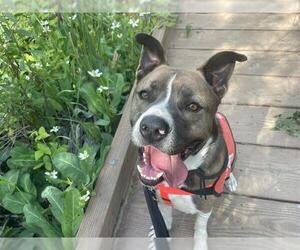 Mutt Dogs for adoption in Orange, CA, USA