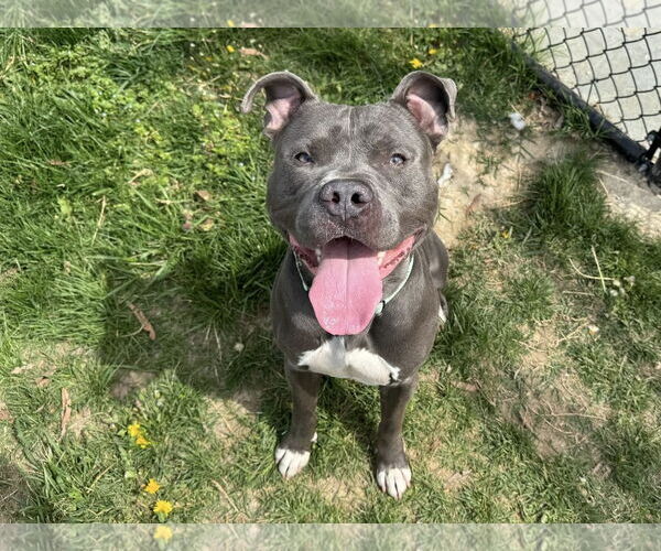 Medium Photo #3 American Pit Bull Terrier-Unknown Mix Puppy For Sale in Millersville, MD, USA