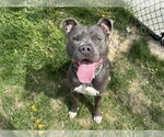 Small #2 American Pit Bull Terrier Mix