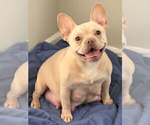 Mother of the French Bulldog puppies born on 05/05/2026