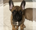 Small Photo #2 French Bulldog Puppy For Sale in OAKDALE, CA, USA