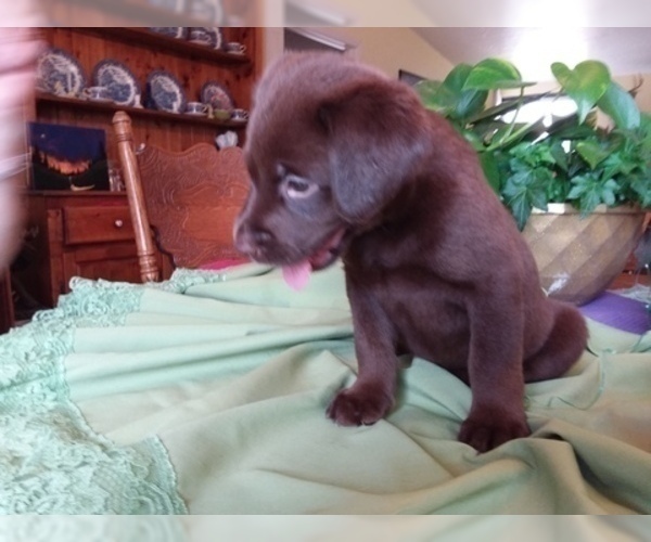 Medium Photo #3 Labrador Retriever Puppy For Sale in REED CITY, MI, USA