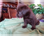 Small Photo #3 Labrador Retriever Puppy For Sale in REED CITY, MI, USA