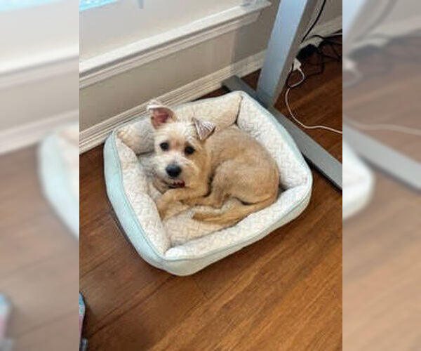 Medium Photo #4 Cairn Terrier-Unknown Mix Puppy For Sale in Lakewood, CO, USA