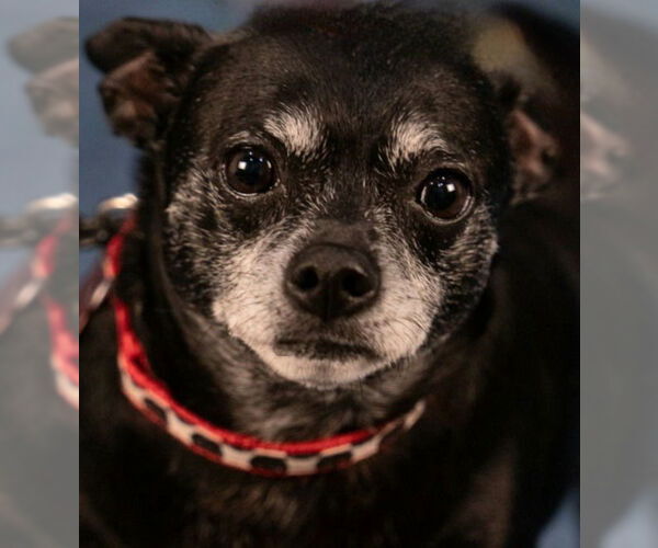 Medium Photo #10 Chihuahua-Unknown Mix Puppy For Sale in Lake Forest, CA, USA