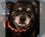 Small #9 Chihuahua Mix