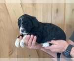 Small Photo #3 Aussiedoodle Puppy For Sale in YACOLT, WA, USA