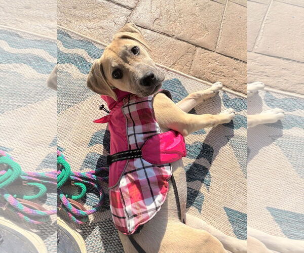 Medium Photo #7 Mutt Puppy For Sale in MECHANICSBURG, PA, USA