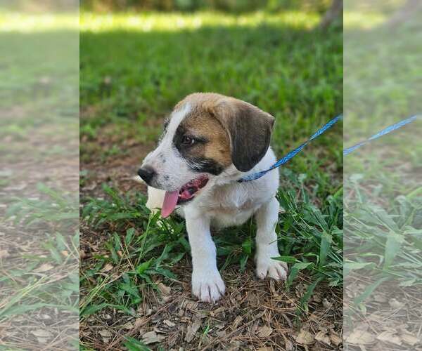 Medium Photo #5 Basset Hound-Unknown Mix Puppy For Sale in Wakefield, RI, USA