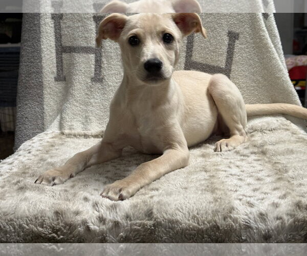Medium Photo #2 Labrador Retriever-Unknown Mix Puppy For Sale in Oakhurst, NJ, USA