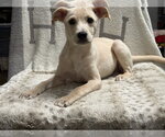 Small #1 Labrador Retriever Mix
