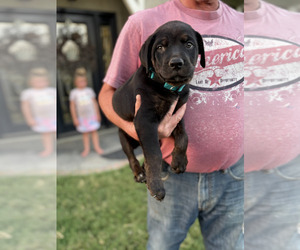 Medium Cane Corso-Doberman Pinscher Mix