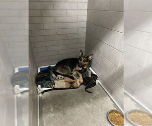 German Shepherd Dog Dogs for adoption in Stockton, CA, USA