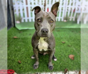 Mutt Dogs for adoption in Long Beach, CA, USA