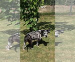 Small #4 Black and Tan Coonhound-Catahoula Leopard Dog Mix