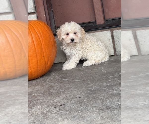 Medium Photo #3 Poo-Ton (Toy) Puppy For Sale in CANOGA, NY, USA