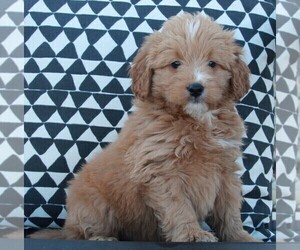 Goldendoodle (Miniature) Puppy for sale in FREDERICKSBURG, OH, USA