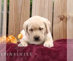 Rylee - Female Labrador Retriever Puppy for Sale - Photo #5